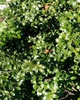 Ilex crenata