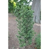 Ilex crenata