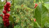 ilex verticillata fruit and leaves