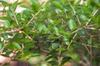 Ilex vomitoria