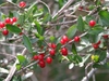 Ilex vomitoria