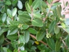 ilex vomitoria 'Taylor's Rudolph' in the fall in Moore County