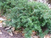 ilex vomitoria 'Taylor's Rudolph' in early fall in Moore County