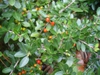 ilex vomitoria 'Taylor's Rudolph' in early fall in Moore County