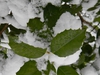 Ilex x 'Emily Bruner'
