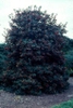 Ilex x 'Nellie R. Stevens'
