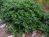 Ilex vomitoria 'Taylor's_Rudolph' in summer in Moore County