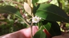 Hand holding a small white flower with prominent stigma.