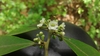 Cluster of small white flower with stamens visible.