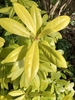 Dense shrub with chartreuse foliage.