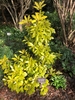 Dense shrub with chartreuse foliage.