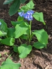 Mertensia virginia