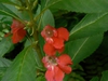 Flower red