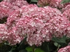 Close up of pink pompom flower cluster