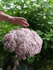 Pink pompom flower cluster