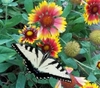 Swallowtail butterfly