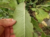 Underside of leaf with white midvein