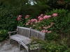 Bench in front of a shrub with pink pompom flowers.