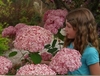 Young girl examining the large pompoms of pink flowers.