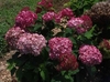 Shrub with dark pink pompom flower clusters