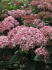 Close-up of pink pompom flower clusters.