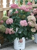 Potted nursery plant of a shrub with pink pompom flower clusters