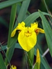 Leaf and flower closeup