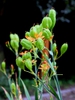 Immature fruits