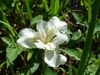 Iris ensata 'Anytus' flower in summer in Moore County