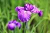 Iris ensata