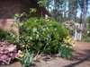 with Ficus carica and Iris germanica in spring in Moore County