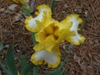 Iris germanica in the spring in Moore County