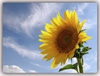 Helianthus annuus