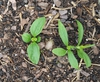 Helianthus tuberosus
