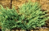 Juniperus chinensis 'Blue Vase'