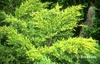 Juniperus chinensis 'Gold Star'