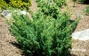 Juniperus chinensis 'Skimpaku'