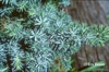 Juniperus conferta 'Silver Mist'