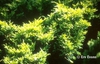 Juniperus horizontalis 'Lime Glow'