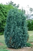 Juniperus scopulorum 'Pathfinder'