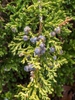Juniperus chinensis 'Sargentii'