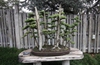 Juniperus chinensis