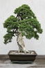 Juniperus procumbens 'Nana'