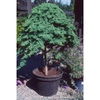 Juniperus procumbens 'Nana'