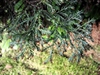 Juniperus chinensis