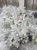 Form