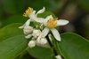 Citrus flowers with white petals and yellow anthers.