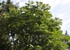 Koelreuteria bipinnata 