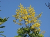 Form in flower