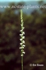 Spiranthes tuberosa var. gracilis